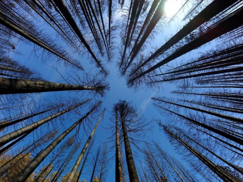 A view looking up at tall, charred trees against a bright blue sky, creating a circular perspective.