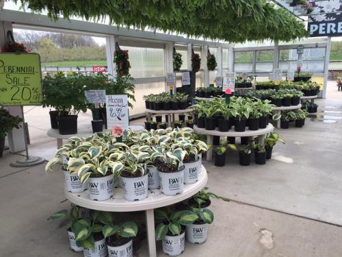 A garden center display featuring various potted plants and flowers, with signs indicating sales and discounts.