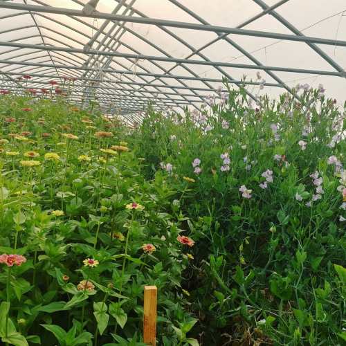 A vibrant greenhouse filled with colorful flowers, including zinnias and sweet peas, under a bright sky.