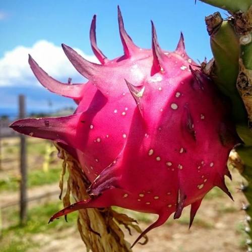 A close-up of a vibrant pink dragon fruit with spiky green tips, set against a blue sky and green landscape.