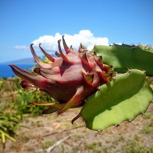 A close-up of a dragon fruit growing on a cactus, with a blue sky and clouds in the background.