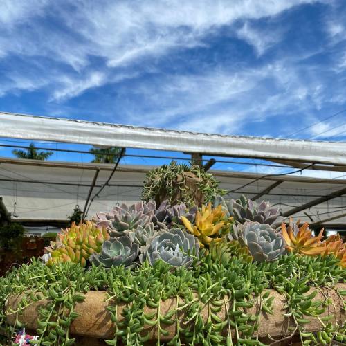 A vibrant arrangement of succulents in a pot, set against a bright blue sky with wispy clouds.