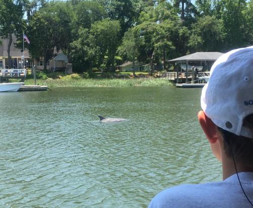 A person watches a dolphin swimming in a calm river, surrounded by trees and a dock in the background.
