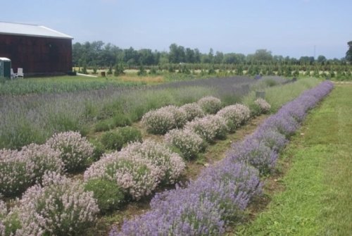 A vibrant lavender field with rows of blooming lavender plants, set against a clear blue sky and a rustic barn in the background.