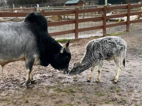 A cow and a calf gently touching noses in a muddy farmyard with a wooden fence in the background.