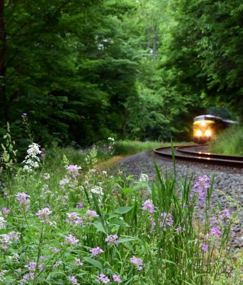 A train approaches along a curved track, surrounded by lush greenery and wildflowers in bloom.