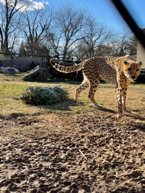 A cheetah walks across a grassy area, with trees and a rocky background under a clear blue sky.