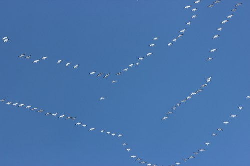 A flock of birds flying in a V formation against a clear blue sky.