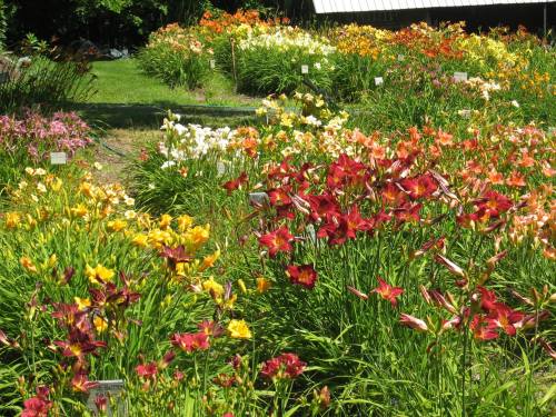 A vibrant garden filled with colorful daylilies in various shades of red, yellow, and pink, surrounded by lush green grass.
