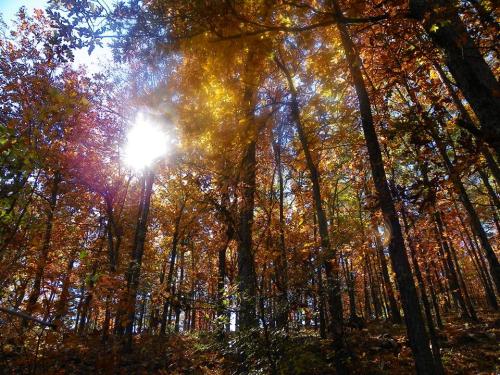 Sunlight filters through vibrant autumn leaves in a dense forest, creating a warm, golden glow.