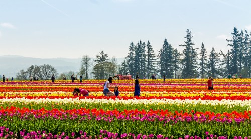 A vibrant field of tulips in various colors, with people enjoying the flowers under a clear blue sky.
