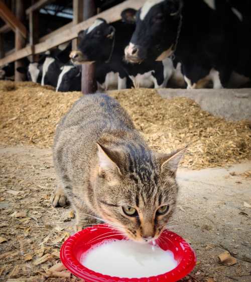 A tabby cat drinks milk from a red bowl in a barn, with cows in the background.