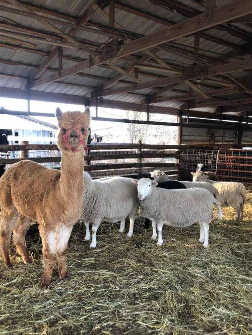 A llama stands in a barn surrounded by several sheep on a bed of straw.