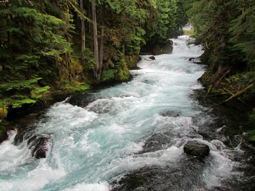 A rushing river flows through a lush green forest, with clear blue water and rocky banks.