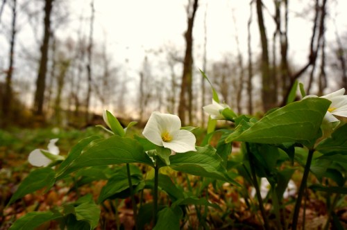 Close-up of white flowers among green leaves in a forest, with trees and a soft, cloudy sky in the background.