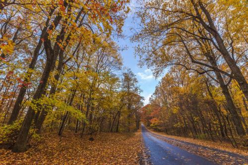 A serene road lined with colorful autumn trees under a clear blue sky. Leaves cover the ground in vibrant hues.