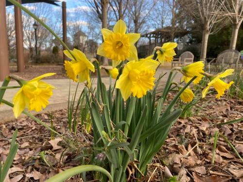 A cluster of bright yellow daffodils blooming among dry leaves in a park setting with trees in the background.
