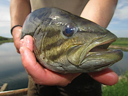 A close-up of a person holding a large fish by the water, showcasing its detailed scales and eye.