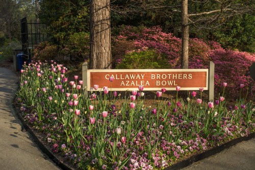 Sign for Callaway Brothers Azalea Bowl surrounded by colorful flowers and greenery.