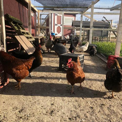 A group of chickens of various breeds roaming in a sunny outdoor coop with wooden structures and crates.