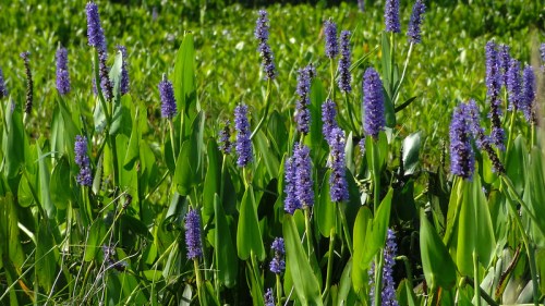 A field of vibrant purple flowers surrounded by lush green leaves under bright sunlight.