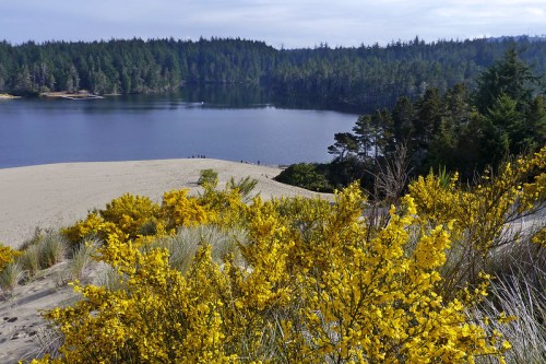 A serene lake surrounded by lush trees and vibrant yellow flowers in the foreground, with a sandy shore in the distance.
