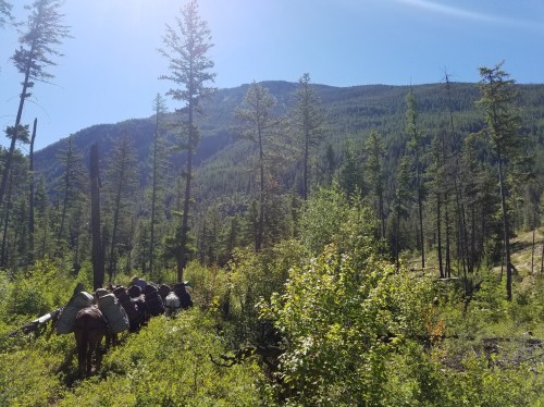 A group of horses with packs walks through a lush forest, with mountains in the background under a clear blue sky.