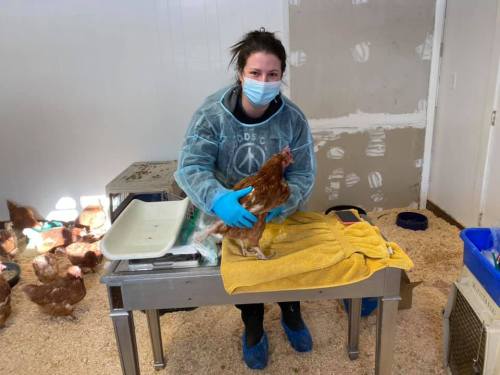 A person in protective gear holds a chicken on a table in a barn filled with straw and other chickens.