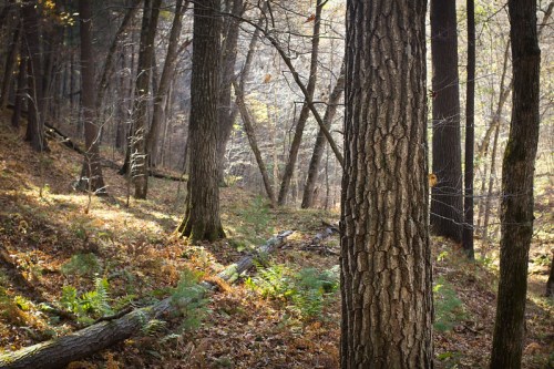 A serene forest scene with tall trees, fallen leaves, and ferns, illuminated by soft sunlight filtering through the branches.