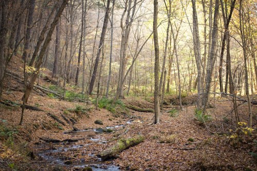 A serene forest scene with a small stream, surrounded by trees and autumn leaves on the ground.