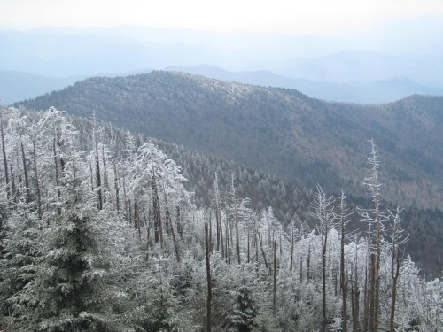 Snow-covered trees on a mountain slope, with misty blue mountains in the background under a cloudy sky.