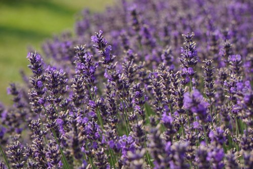 A field of vibrant purple lavender flowers in full bloom, with a soft green background.