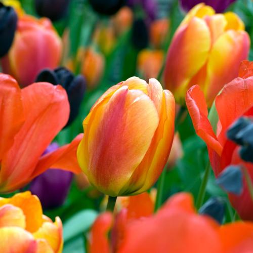 A vibrant field of tulips in various colors, featuring bright orange and yellow blooms among red and purple flowers.
