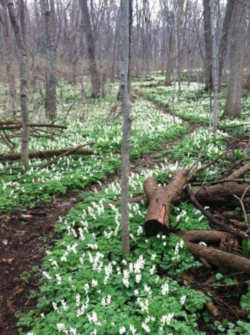 A forest path lined with lush green plants and clusters of white flowers, surrounded by bare trees.