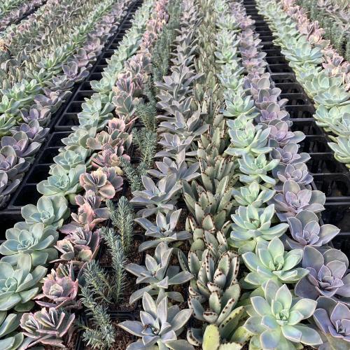 A vibrant array of various succulent plants arranged in neat rows, showcasing diverse colors and textures.