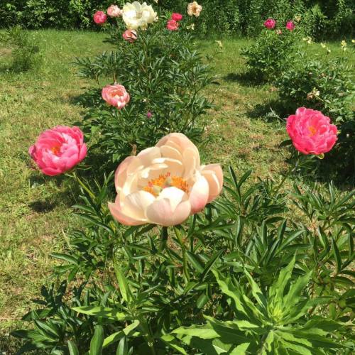 A vibrant garden scene featuring blooming peonies in shades of pink and cream against a green backdrop.