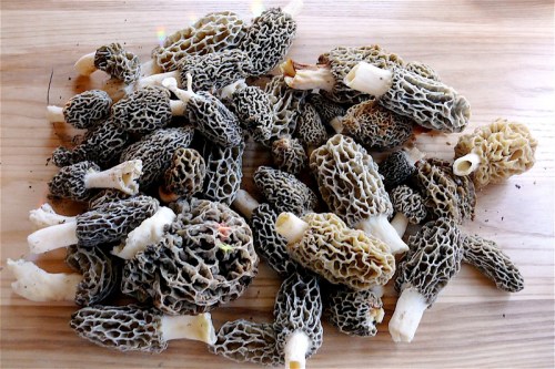 A pile of morel mushrooms with distinctive honeycomb-like caps on a wooden surface.
