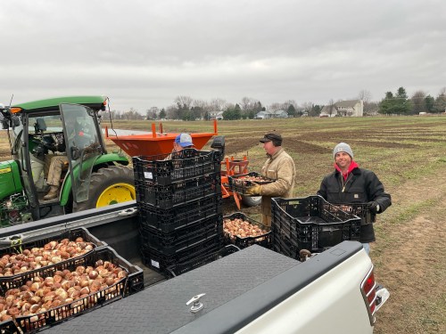 Farm workers load crates of harvested produce into a truck, with a tractor and fields in the background on a cloudy day.