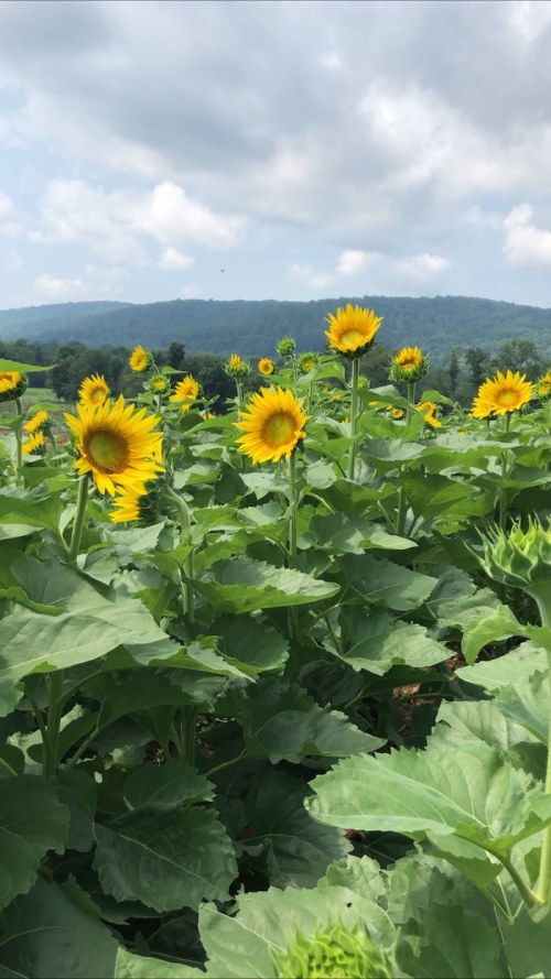 A field of tall sunflowers under a cloudy sky, with rolling hills in the background.