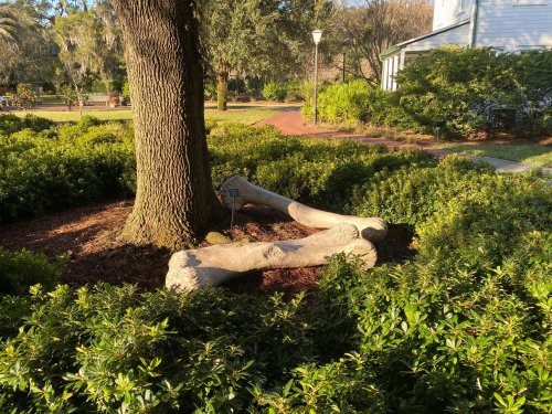 Two large, decorative bone sculptures nestled among green bushes near a tree in a park setting.