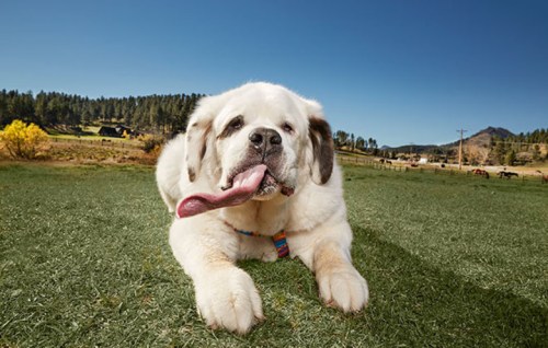 A large, fluffy dog lies on green grass, panting with its tongue out, against a backdrop of trees and blue sky.