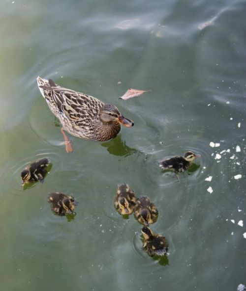 A mother duck swims in a pond with her six fluffy ducklings, surrounded by small ripples and floating debris.