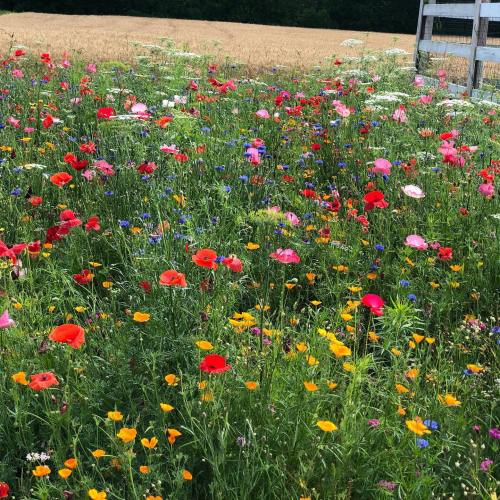 A vibrant wildflower field filled with red, pink, yellow, and blue blooms, surrounded by greenery and a wooden fence.