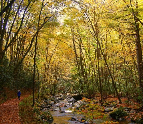A serene forest path lined with vibrant autumn trees, leading to a gentle stream. A person walks along the trail.
