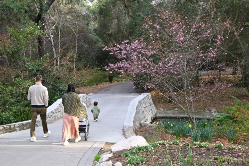 A family walks on a path in a park, with a child in a stroller and a blooming tree nearby.