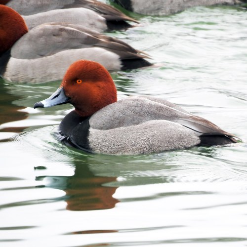 A red-headed duck swimming in calm water, with other ducks blurred in the background.