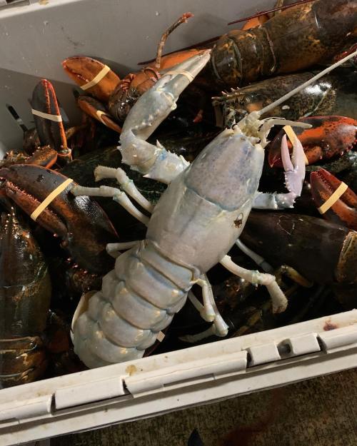 A large, pale lobster stands out among a pile of dark lobsters in a crate.