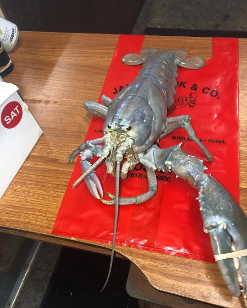 A large lobster on a red plastic bag, resting on a wooden table.