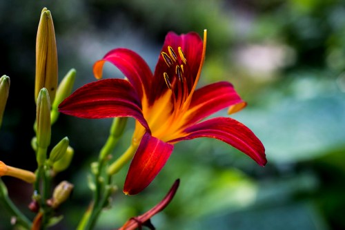 A vibrant red and yellow flower with delicate petals, set against a blurred green background.