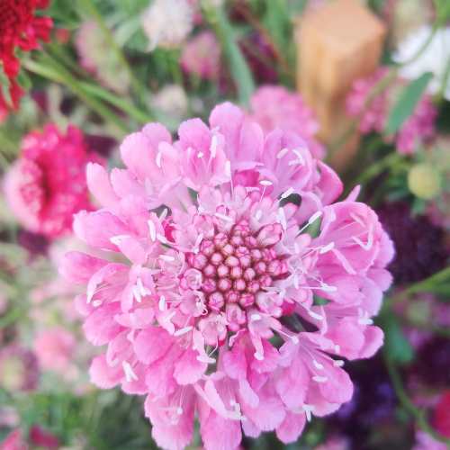 Close-up of a vibrant pink flower with delicate petals and a clustered center, surrounded by greenery.